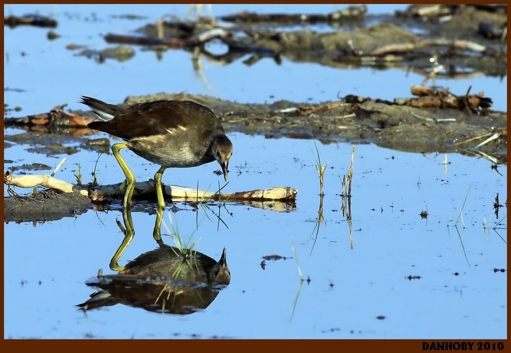 POULE D'EAU