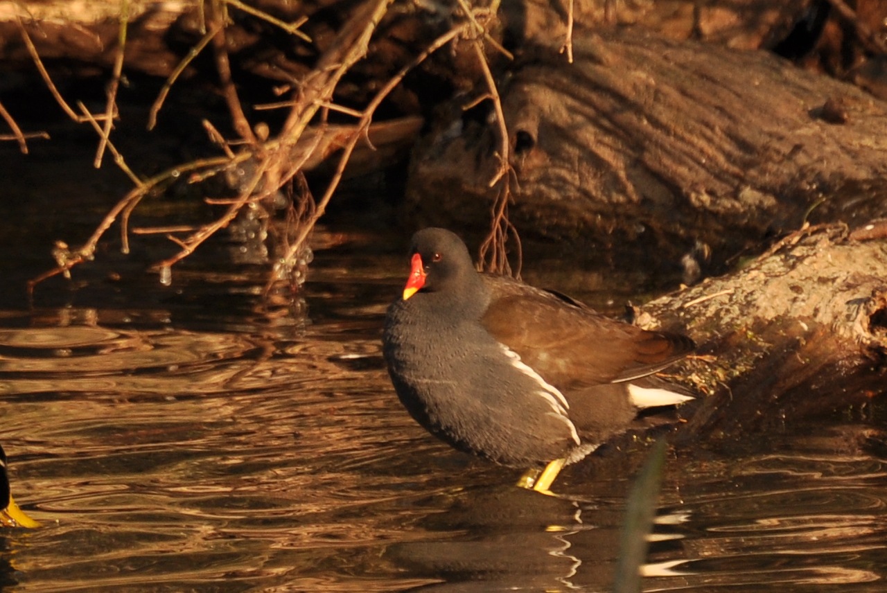 poule d'eau