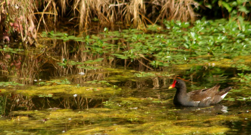 Poule d'eau