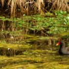 Poule d'eau