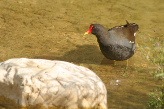 Poule d'eau