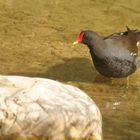 Poule d'eau