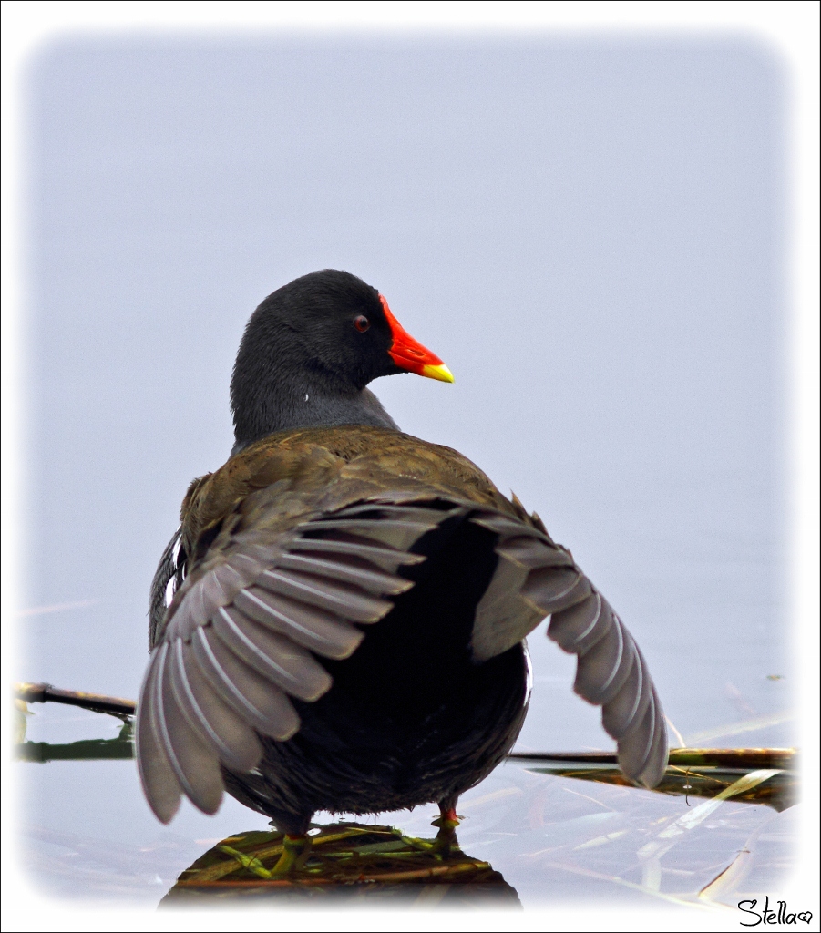 Poule d'eau