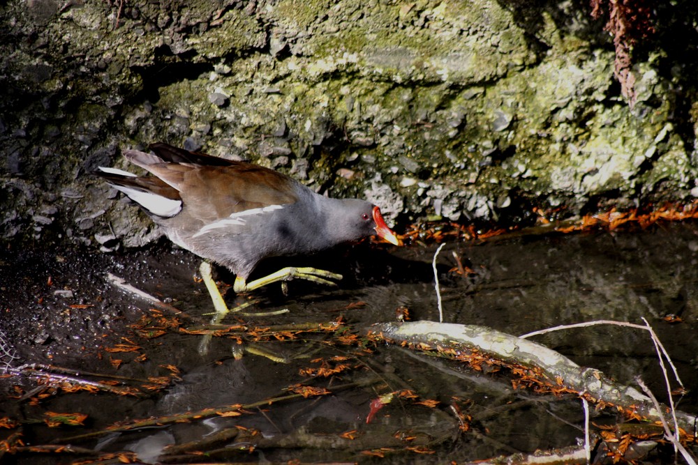 poule d'eau