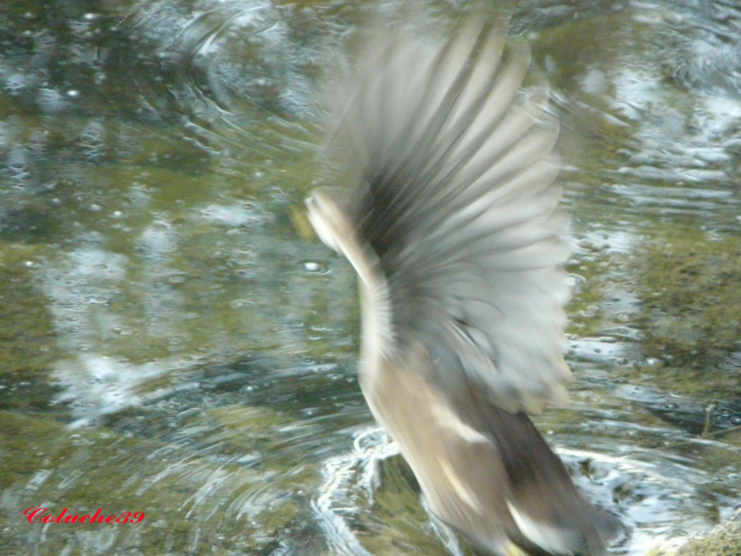 Poule d'eau