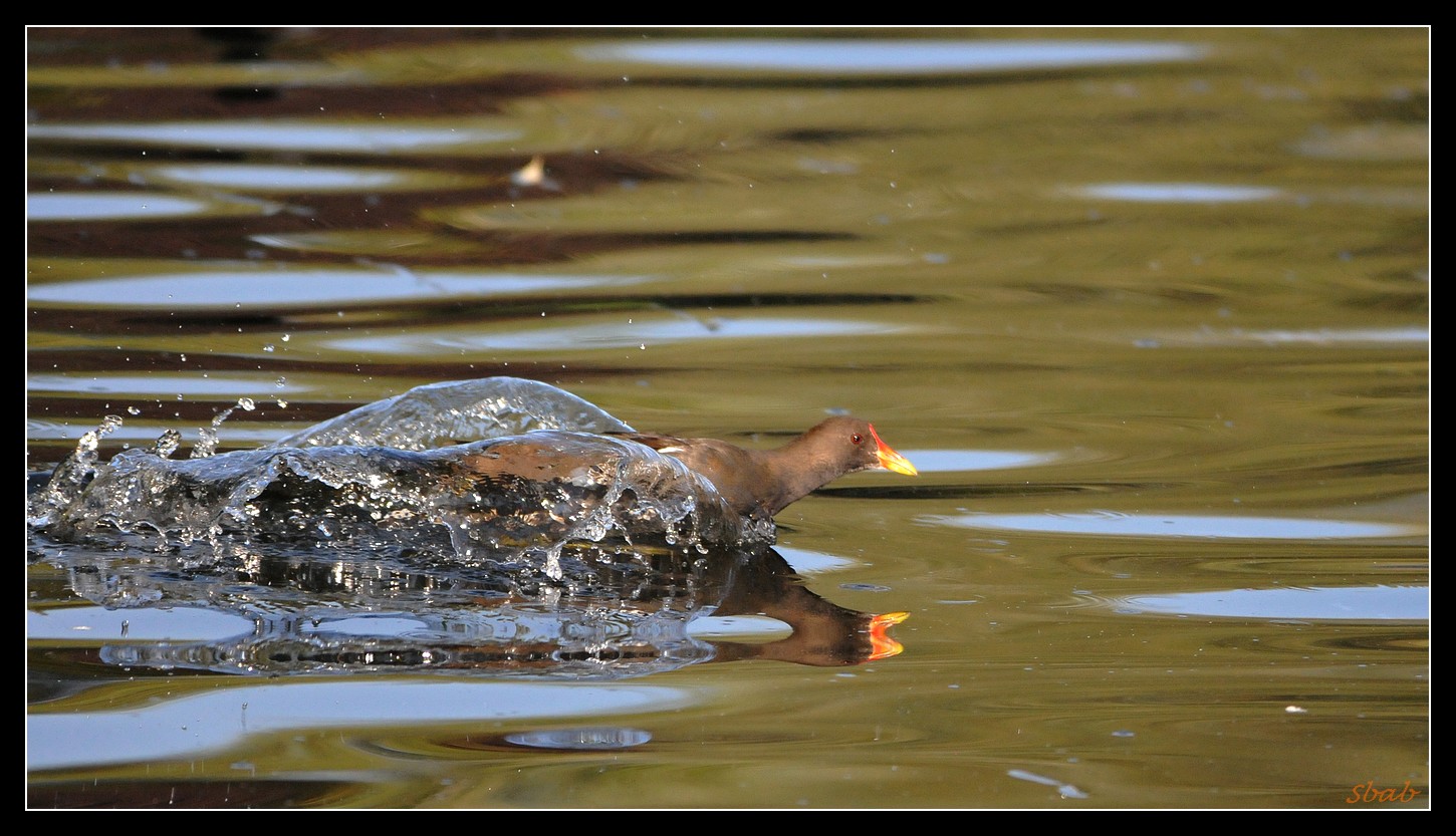 poule d"eau a l'amerrissage