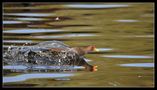 poule d"eau a l'amerrissage de picseb 