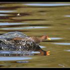 poule d"eau a l'amerrissage