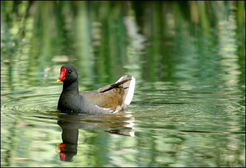 Poule d'eau (Common Moorhen)