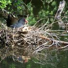 Poule d'eau