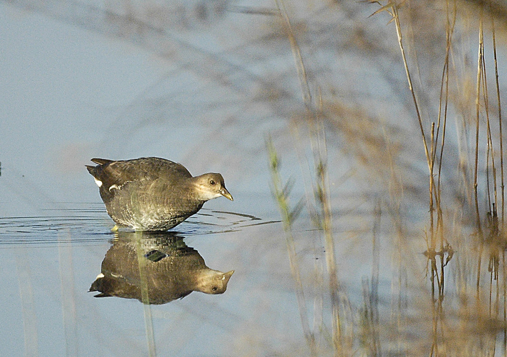 poule d'eau et son reflet