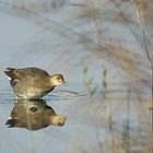 poule d'eau et son reflet