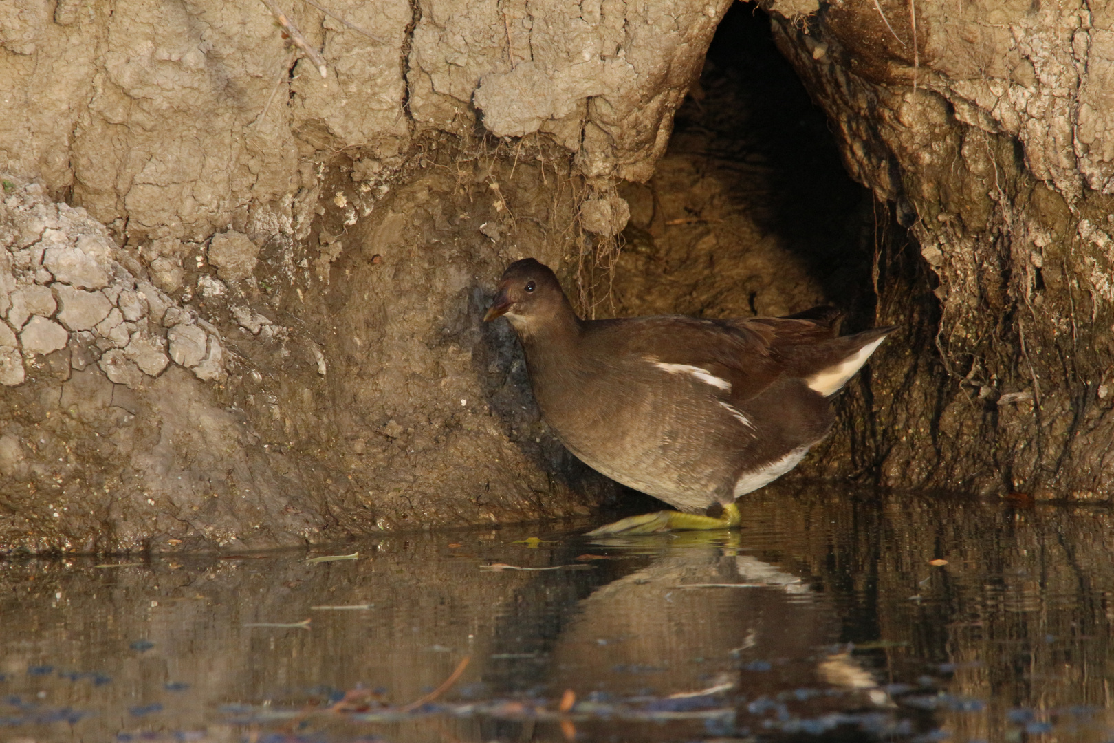  poule-d'eau Gallinula chloropus ((Linnaeus, 1758))