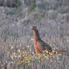 Poule faisane