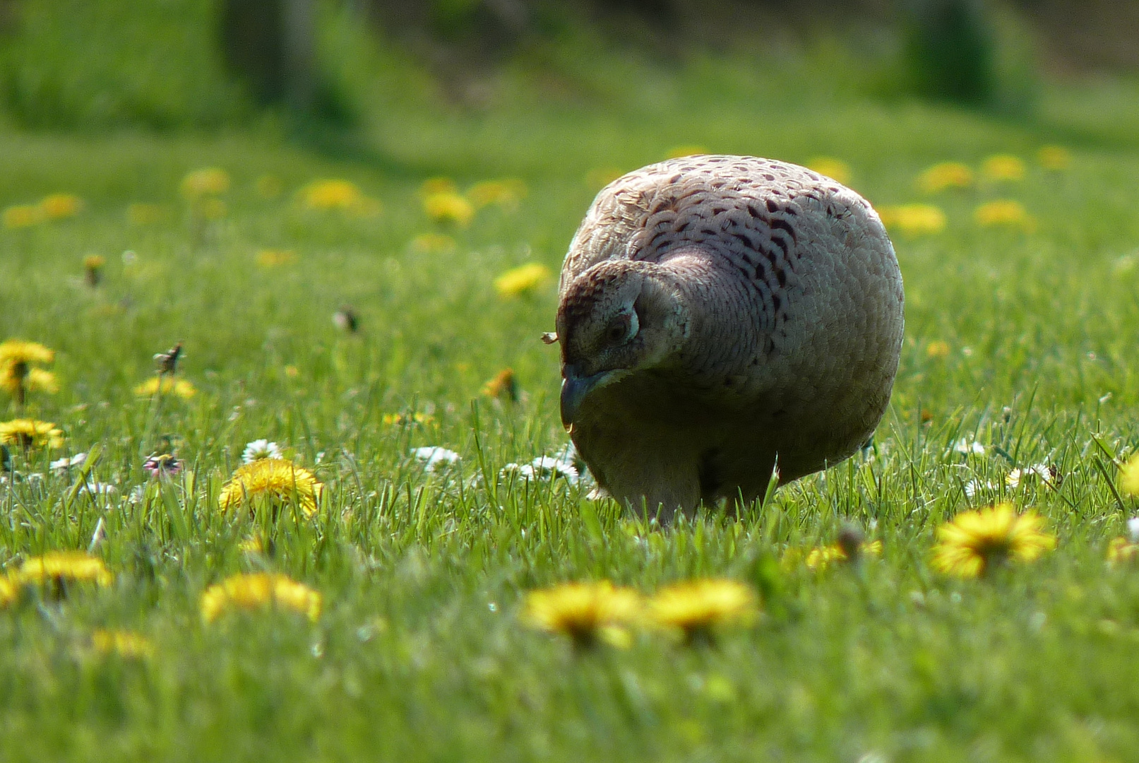 Poule faisane