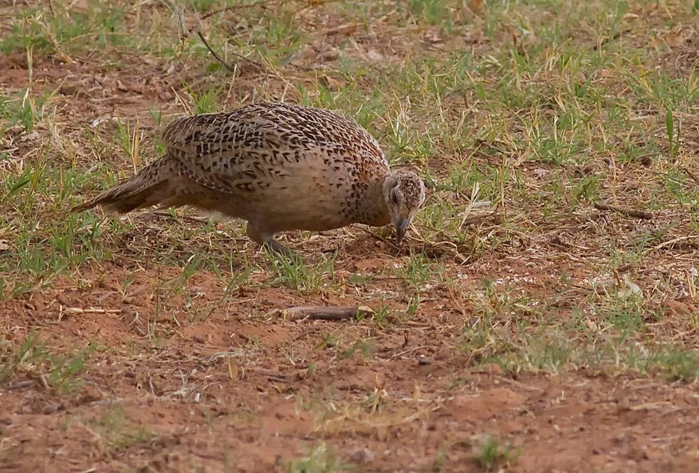 Poule faisanne