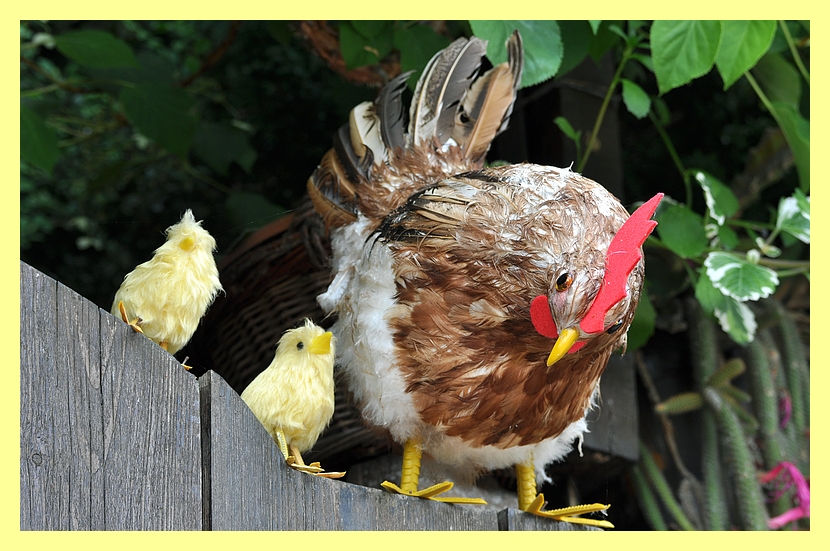 Poule synthétique !