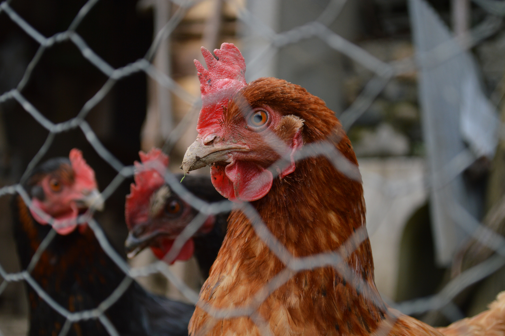 Poules - derrière grillage