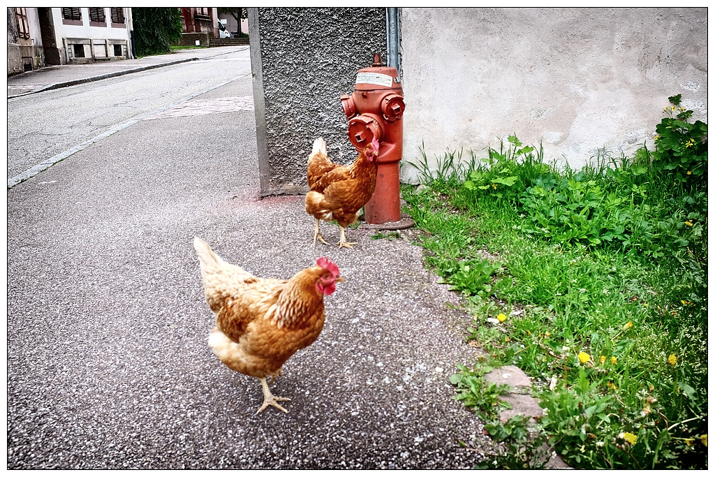 poules du service incendie