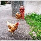 poules du service incendie