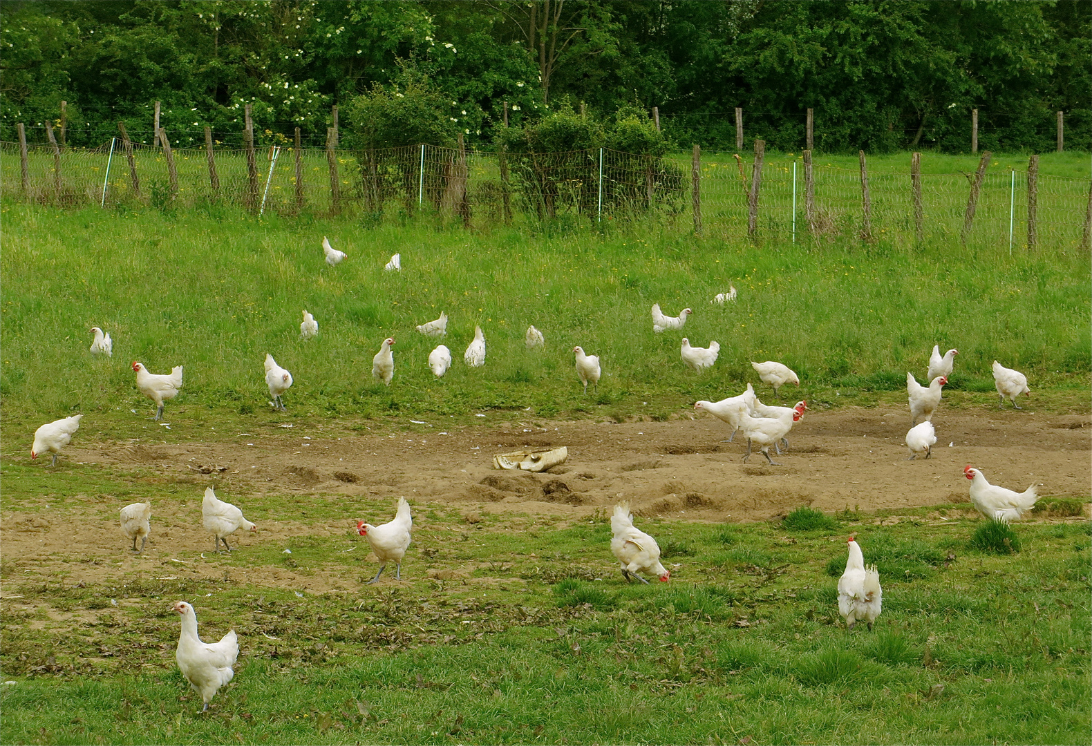 ...poulets de bresse !!!...