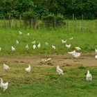 ...poulets de bresse !!!...