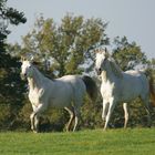 Poulinières