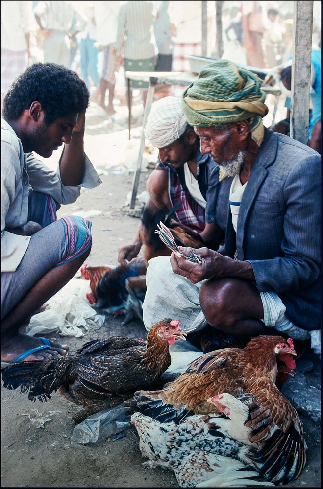 Poultry Trading, Sanaa, Yemen