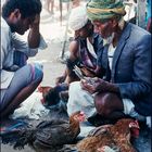 Poultry Trading, Sanaa, Yemen