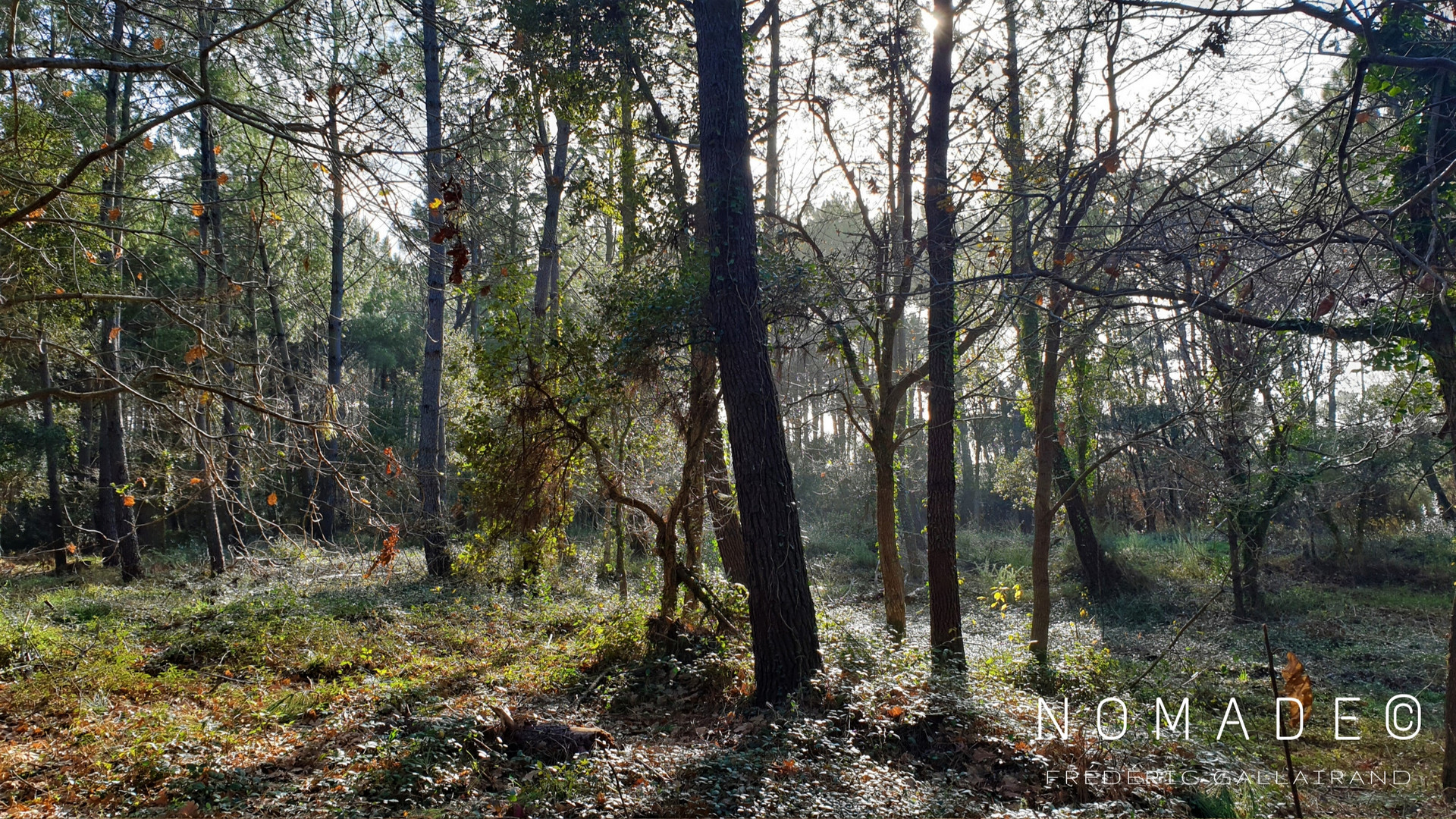 "POUMON de la TERRE"