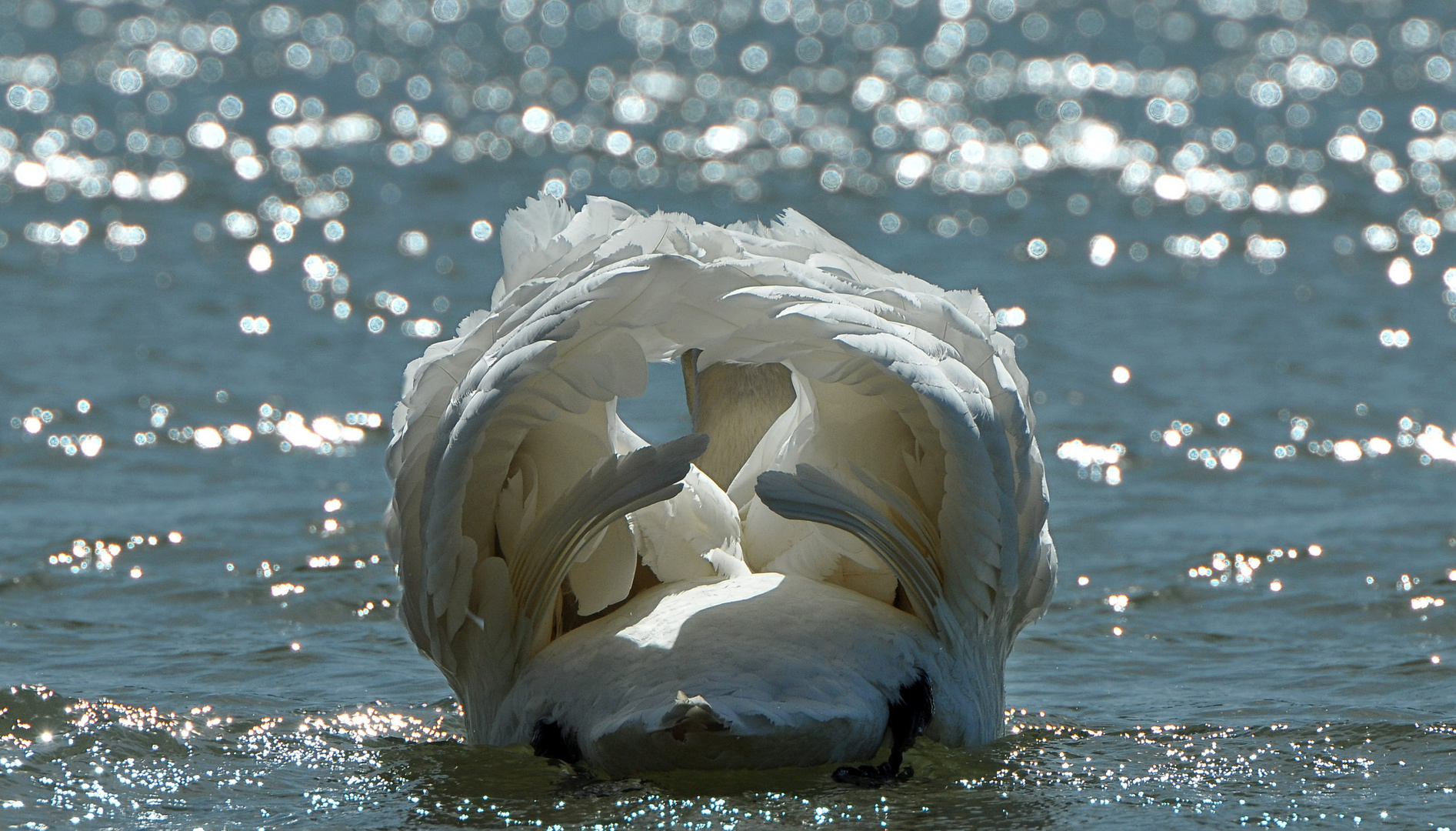 Poupe de cygne