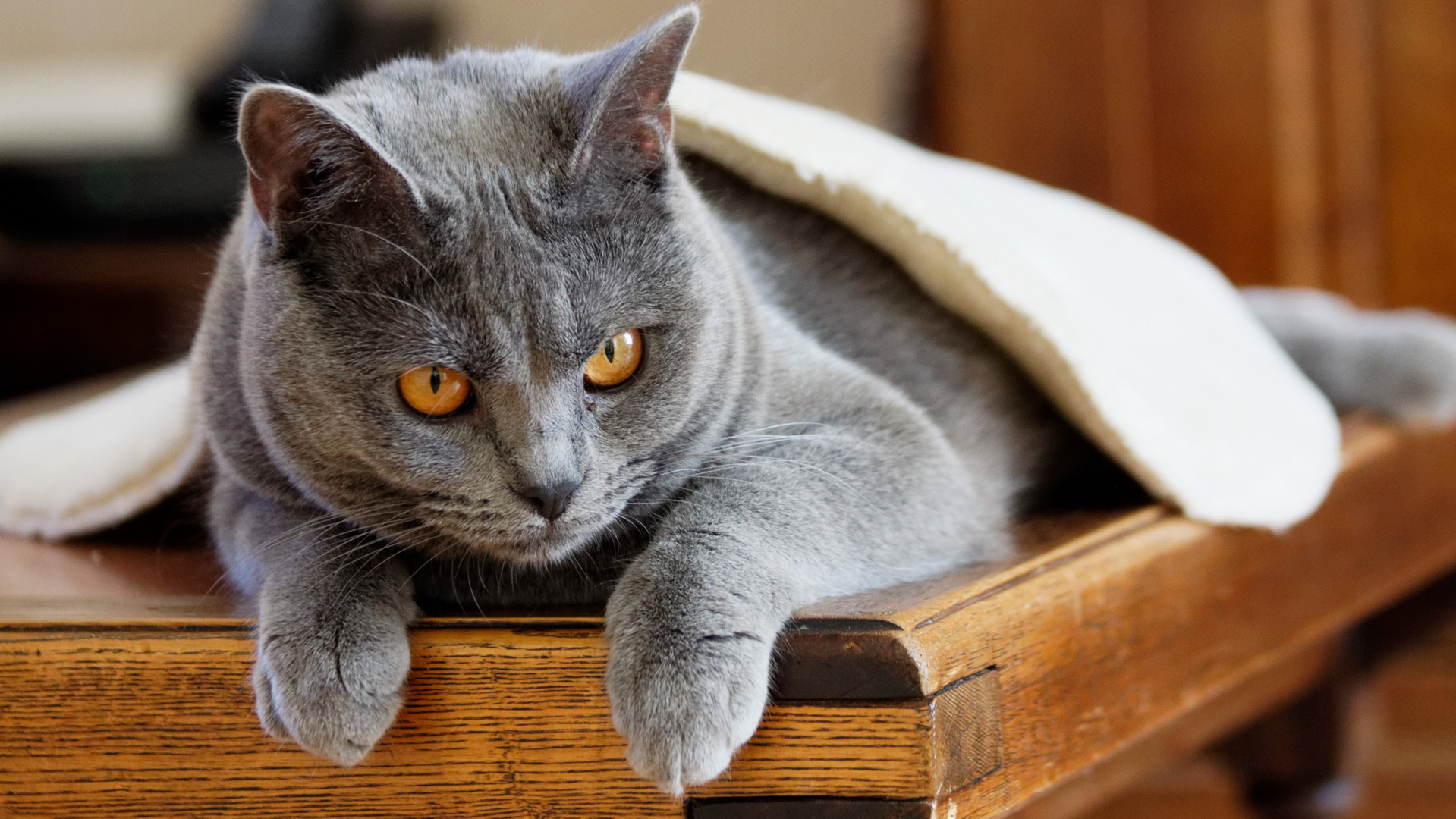 Poupy le   Chartreux