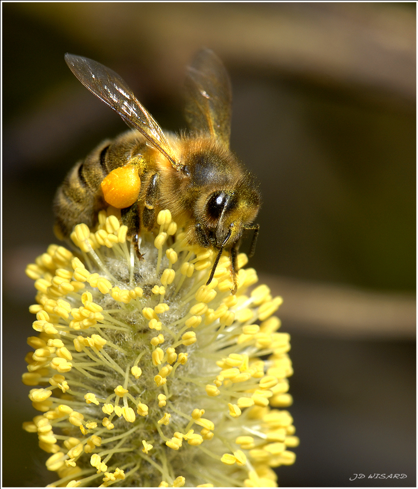 ....Pour CLOCHETTE...une abeille....