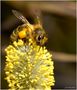 ....Pour CLOCHETTE...une abeille.... de Janwida 