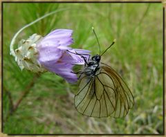 *pour de meilleurs jours*