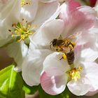 Pour des pommes