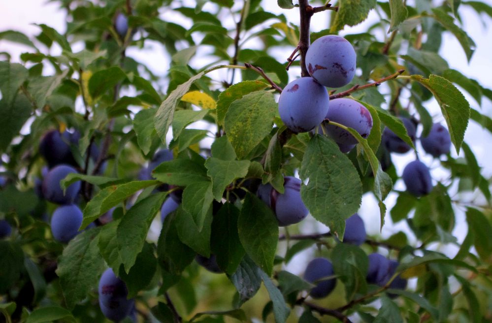 Pour des prunes ....