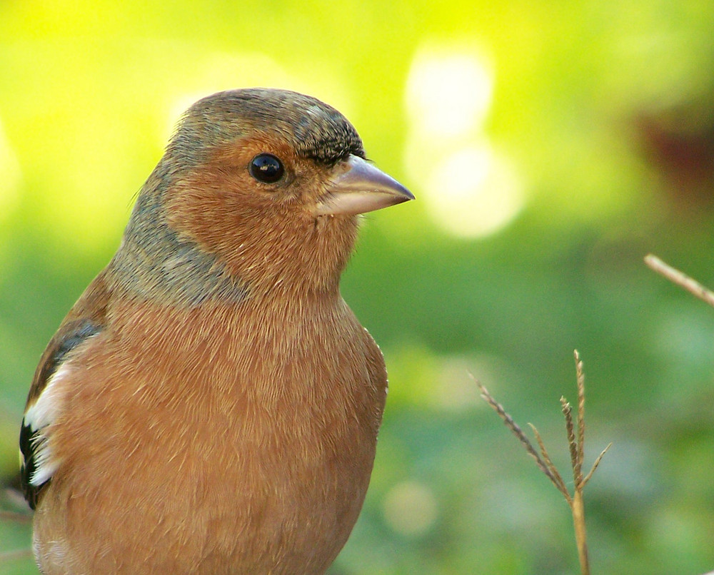 Pour faire le portrait d'un oiseau.....