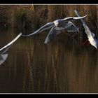 Pour faire plaisir à mon copain , une des mouettes est partie à l'eau hi hi "