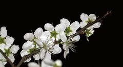 Pour fêter le printemps : fleurs de mirabellier le 20 mars