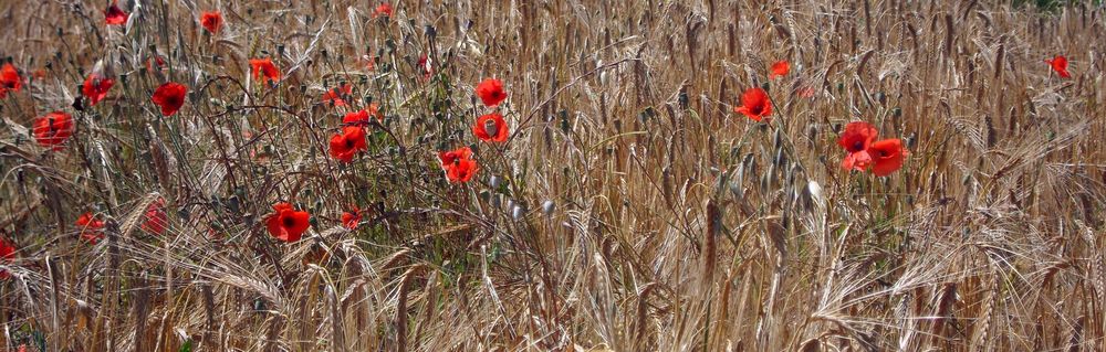 Pour Jos, qui aime tant les coquelicots et pour vous aussi ....