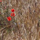 Pour Jos, qui aime tant les coquelicots et pour vous aussi ....