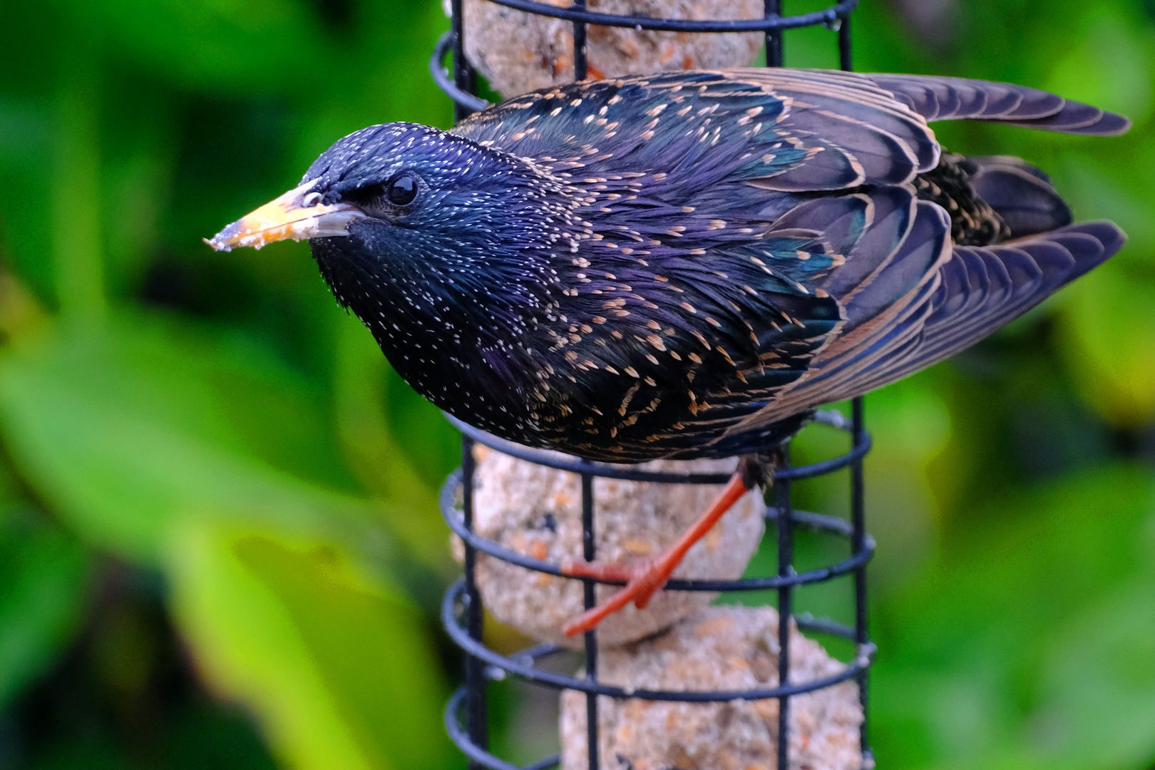 pour la beauté de l'oiseau 