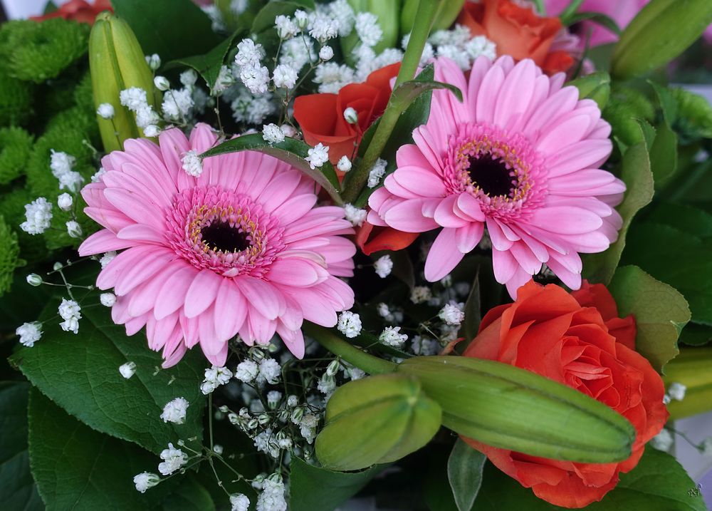 Pour le plaisir des fleurs et couleurs.... photo et image | nature