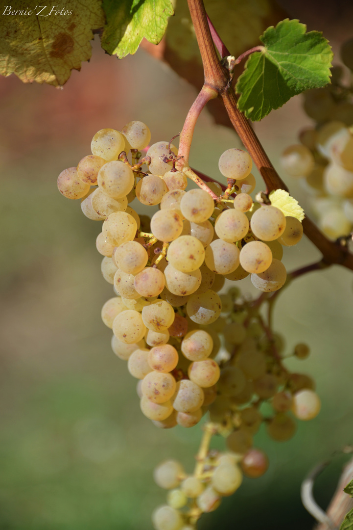 Pour le très bon vin d'Alsace