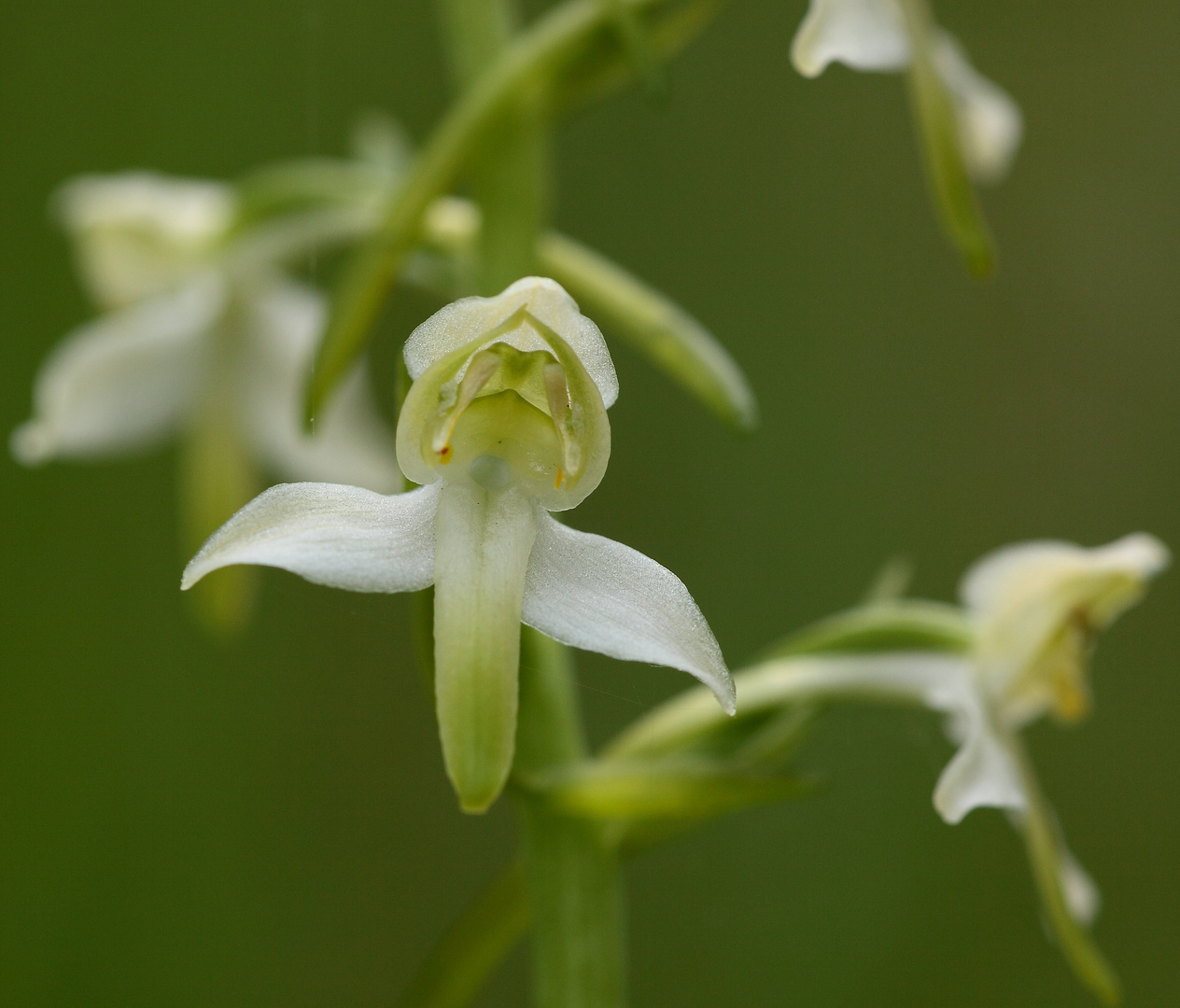 pour les amoureux de cette fleur