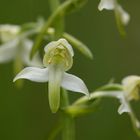 pour les amoureux de cette fleur