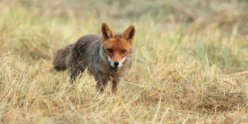 Pour les petits.....