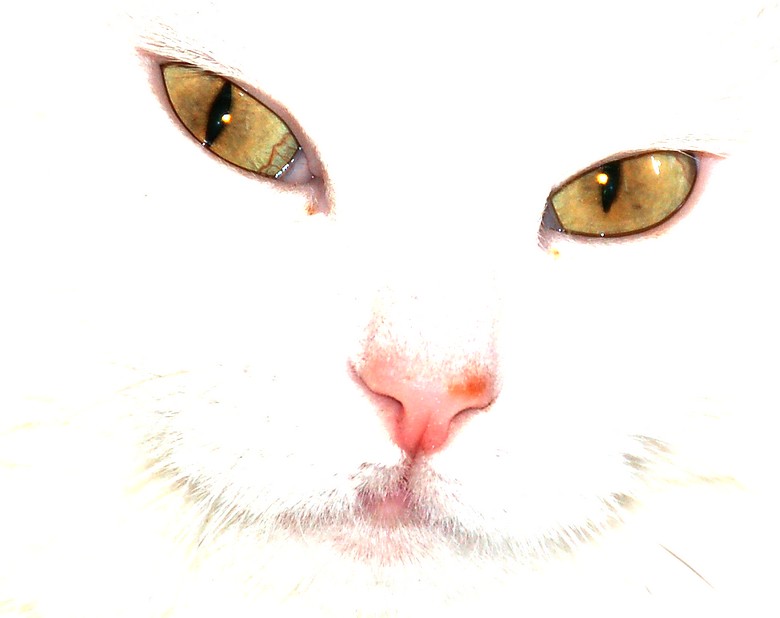 Pour les yeux d'elle, chat