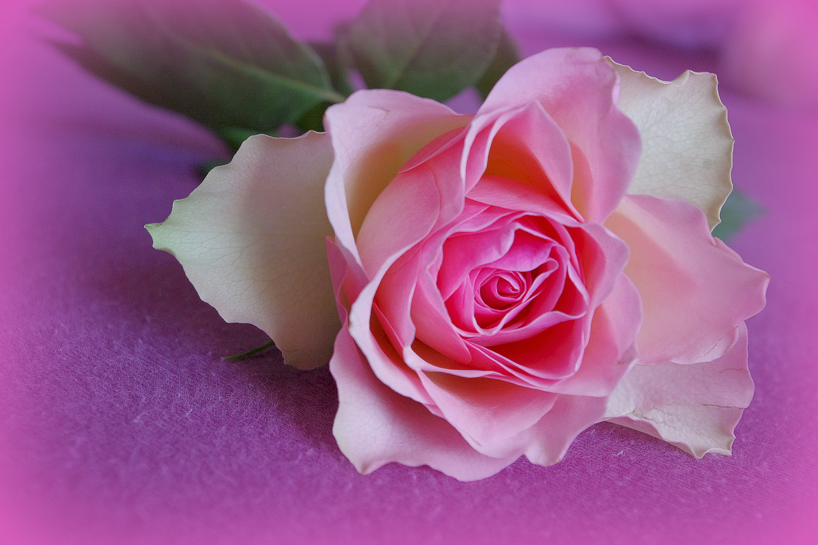 Pour me faire pardonner. photo et image emotions, rose, fleur Images